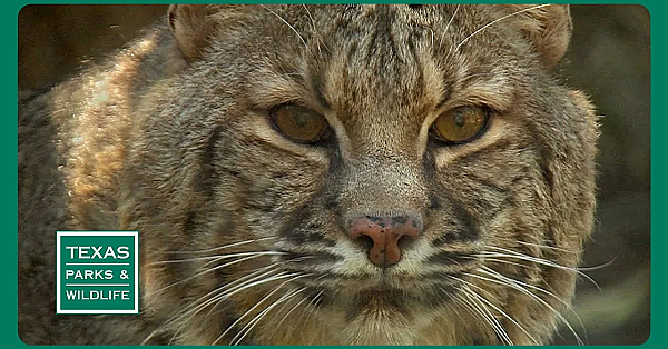 Pbs Preview- Crab Trap Cleanup, Birdy Bastrop, Bobcats In The City