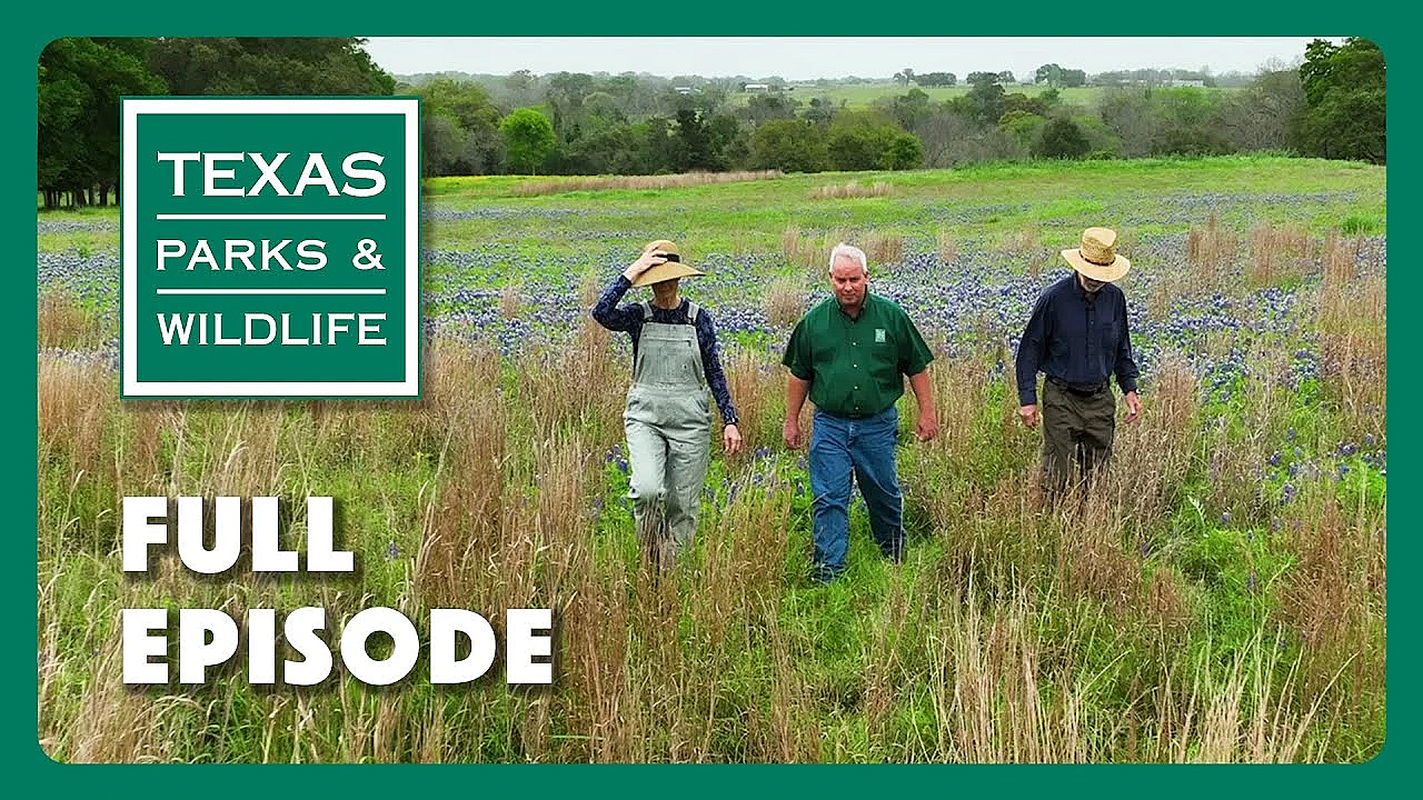 Pbs Show - Bear Release, Restoring Prairies &amp; Plains Playas