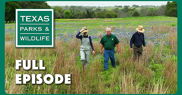 Pbs Show - Bear Release, Restoring Prairies &amp; Plains Playas