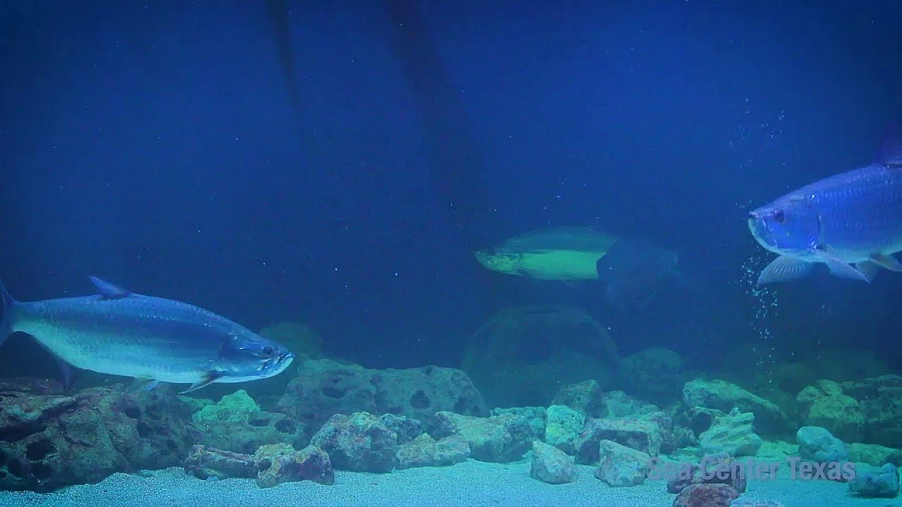 Texas Parks And Wildlife Live Stream