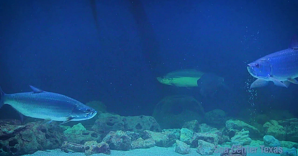 Texas Parks And Wildlife Live Stream