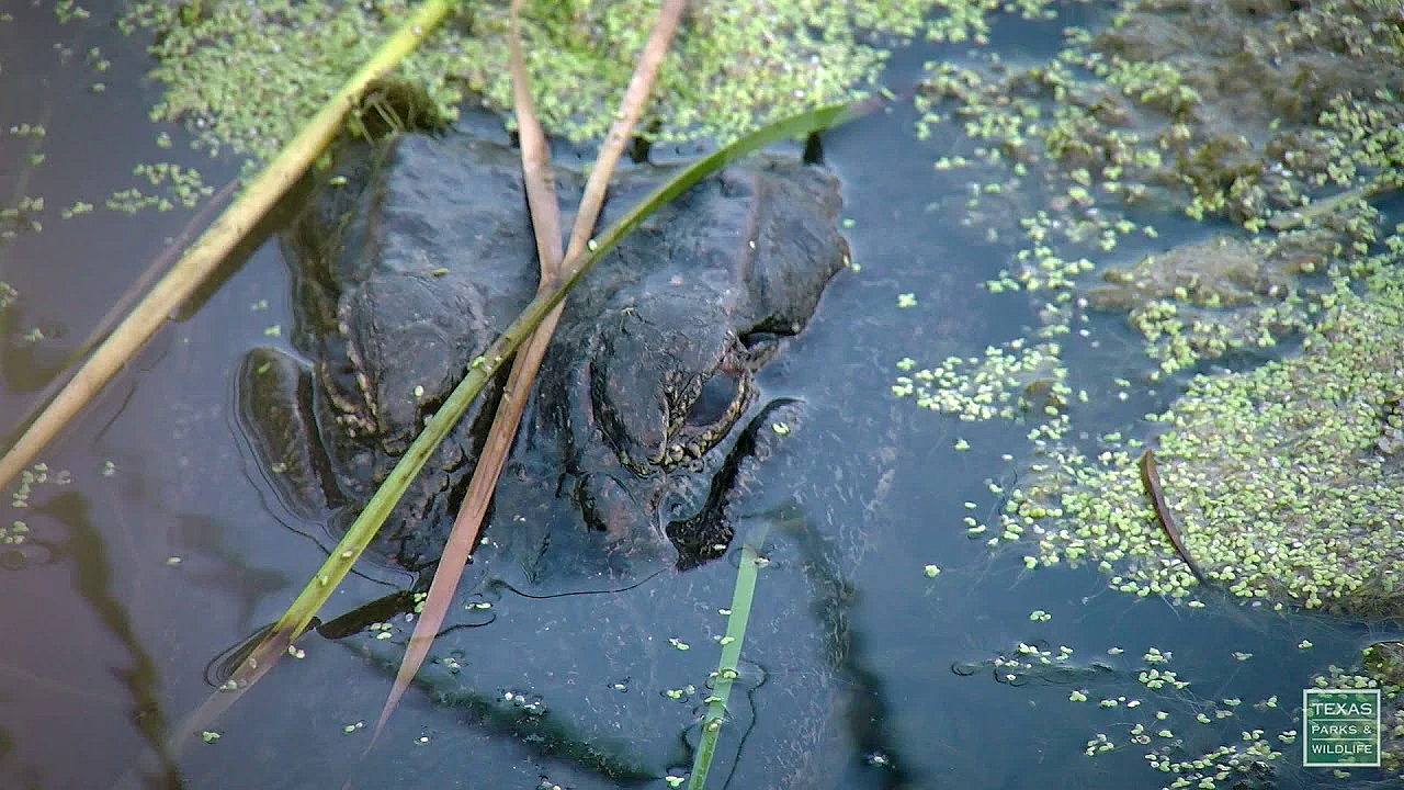 Postcard From Texas: Aransas National Wildlife Refuge Evening