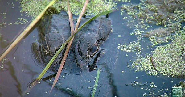 Postcard From Texas: Aransas National Wildlife Refuge Evening