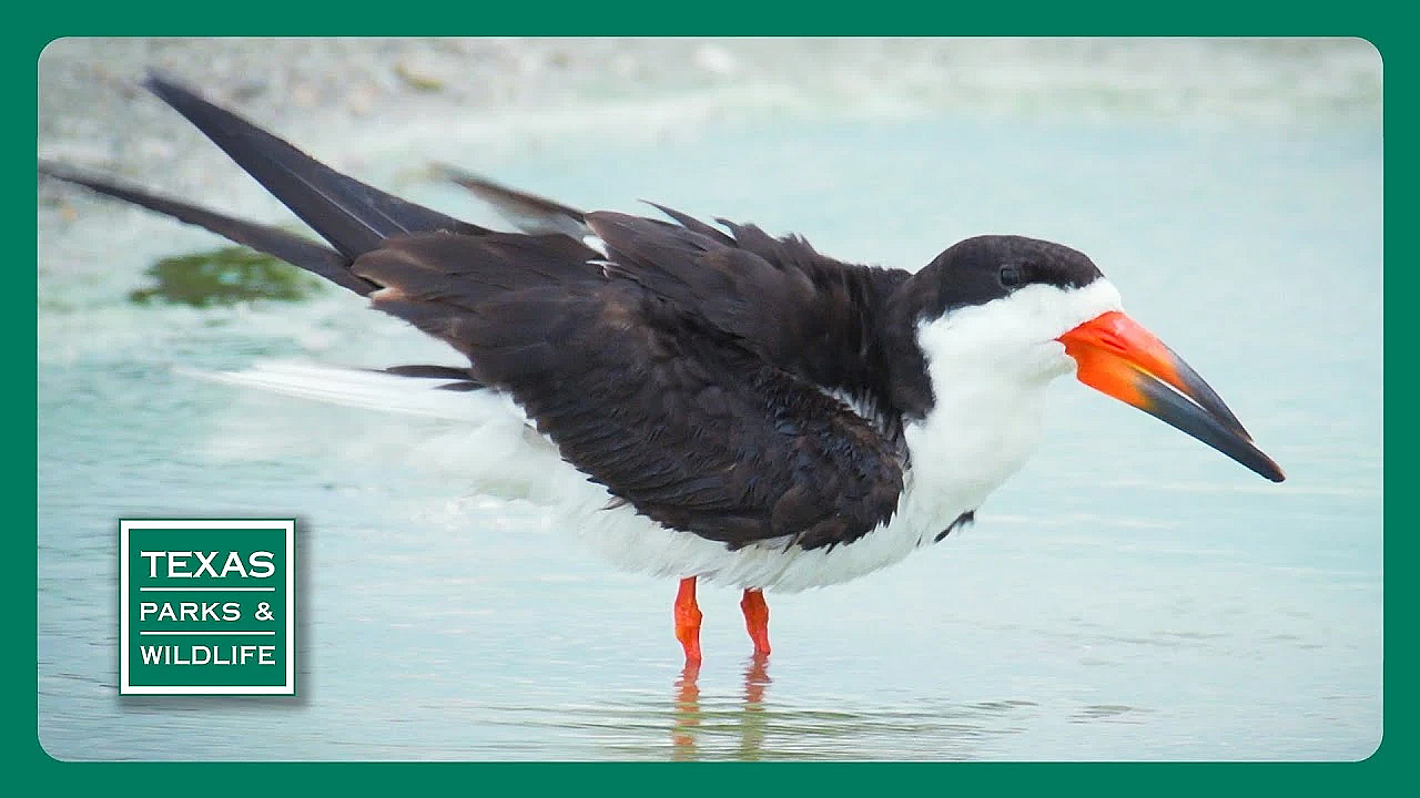 Pbs Trailer - Skimmer Savers, Paddling Goliad, &amp; Pineywoods Family