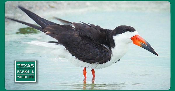 Pbs Trailer - Skimmer Savers, Paddling Goliad, &amp; Pineywoods Family