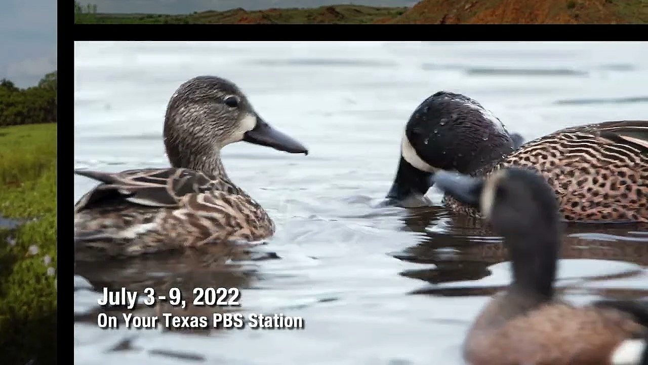 Pbs Preview - Oystering Life, Duck Ranch, River Researcher