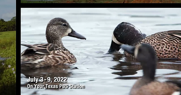 Pbs Preview - Oystering Life, Duck Ranch, River Researcher