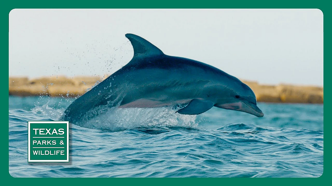 Pbs Trailer - Coastal Life, Weekend Hunters &amp; Mineral Wells Trailway