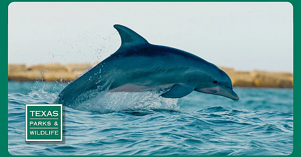 Pbs Trailer - Coastal Life, Weekend Hunters &amp; Mineral Wells Trailway