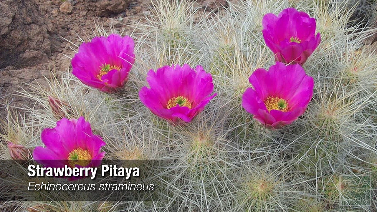 Plants Of The Big Bend - Texas Parks &amp; Wildlife [official]