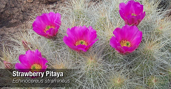 Plants Of The Big Bend - Texas Parks &amp; Wildlife [official]
