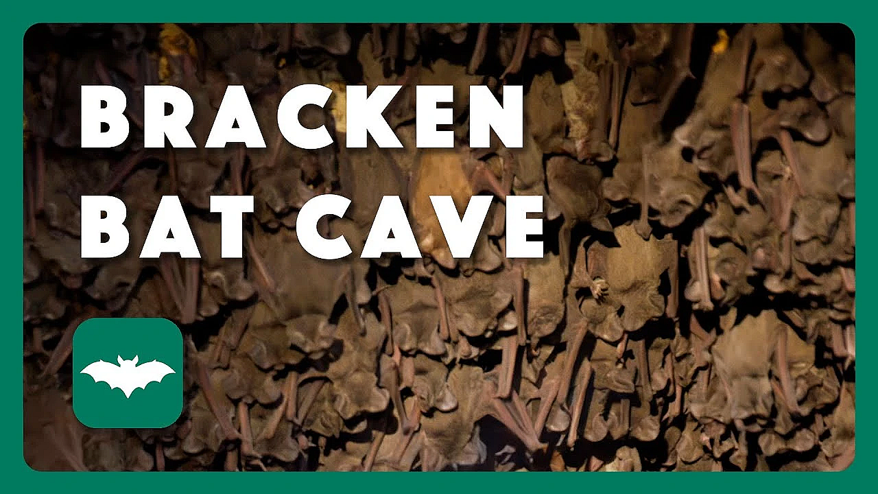 Bracken Bat Cave