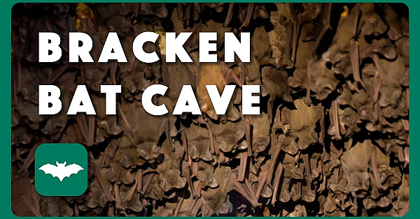 Bracken Bat Cave