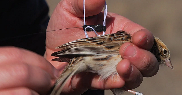 Pbs Show - Grassland Sparrows, Fort Boggy Fun, Wildlife Selfies, #2818