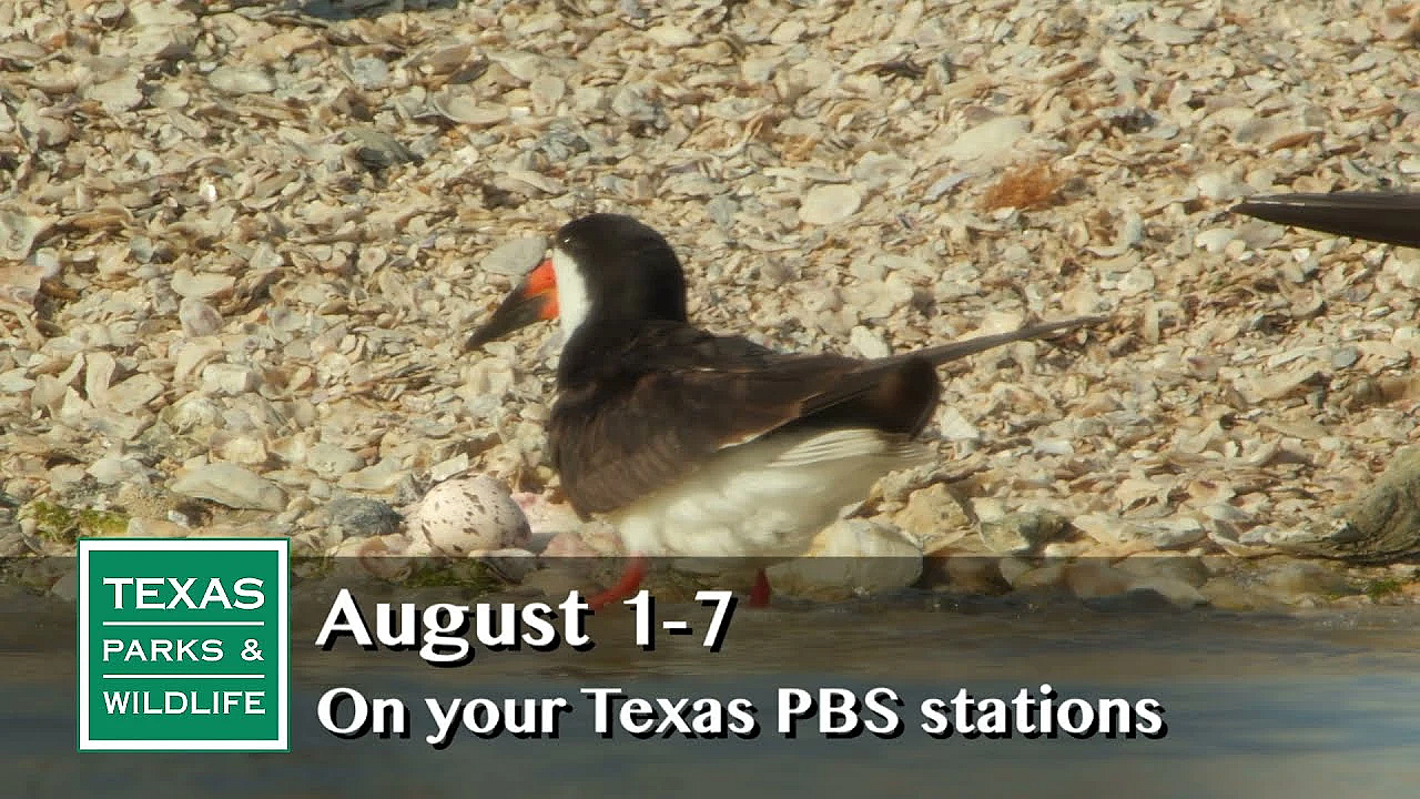 Pbs Preview - Rookery Island, Fishing's Future Founder, Durable Design - #2917