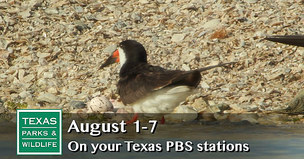 Pbs Preview - Rookery Island, Fishing's Future Founder, Durable Design - #2917