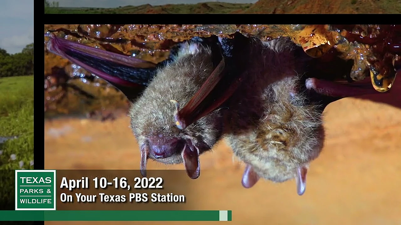 Pbs Preview - Microfishing, Bat Battles, Guadalupe River