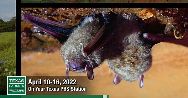 Pbs Preview - Microfishing, Bat Battles, Guadalupe River