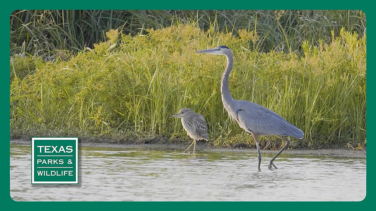 Pbs Preview- Crab Trap Cleanup, Birdy Bastrop, Bobcats In The City