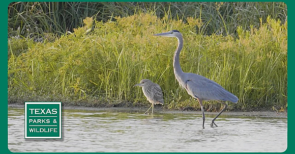 Pbs Preview- Crab Trap Cleanup, Birdy Bastrop, Bobcats In The City