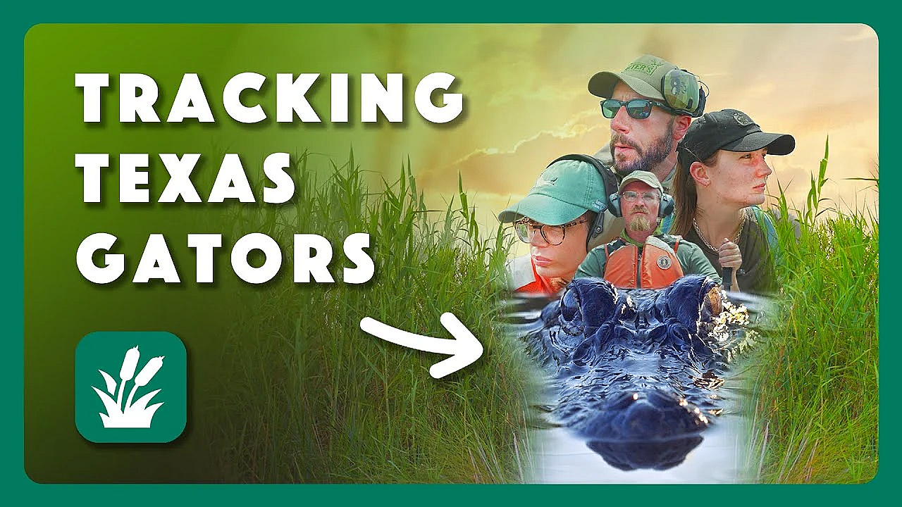 Tracking Texas Gators