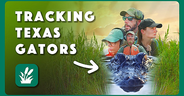 Tracking Texas Gators
