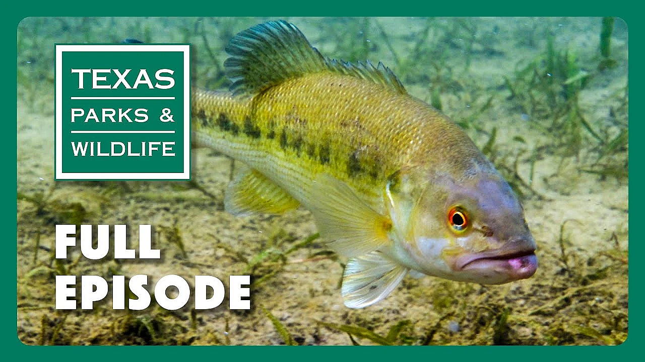 Pbs Show - Big Cypress Bayou, Caprock Canyons &amp; Guadalupe Bass