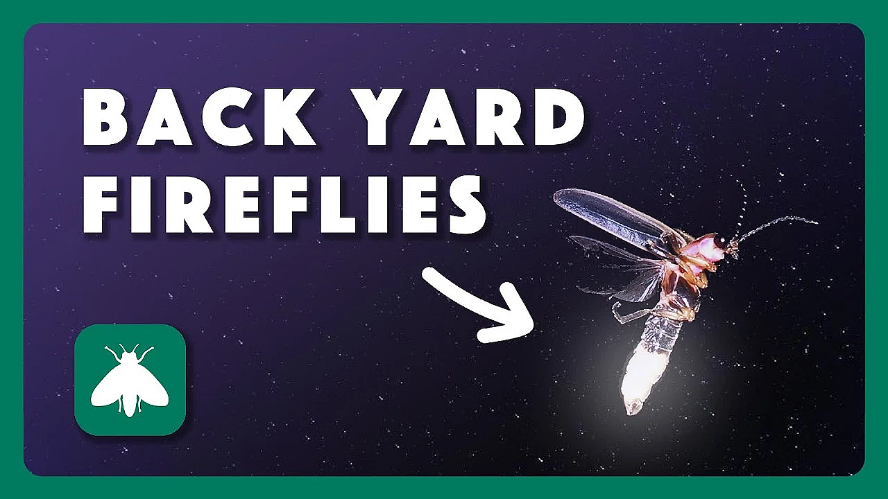 How To Attract Fireflies To Your Yard