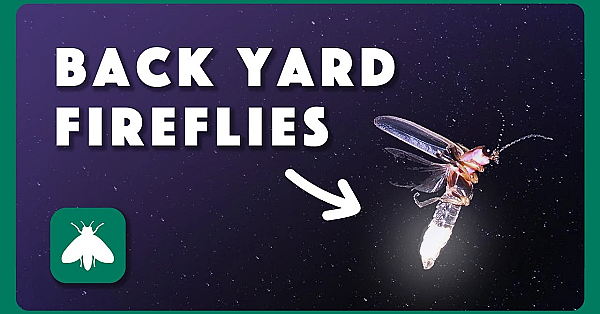 How To Attract Fireflies To Your Yard