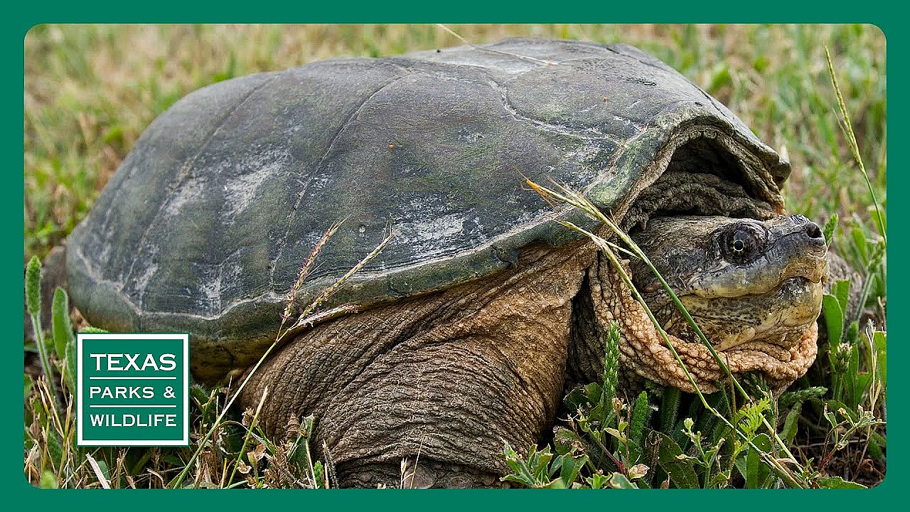 Pbs Trailer - Brown Ranch, Operation Snap &amp; Acres Of Access