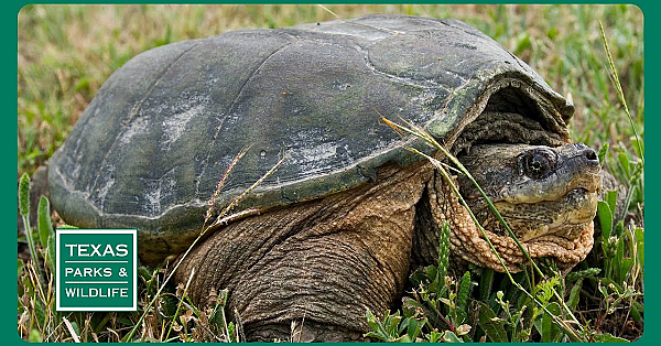 Pbs Trailer - Brown Ranch, Operation Snap &amp; Acres Of Access