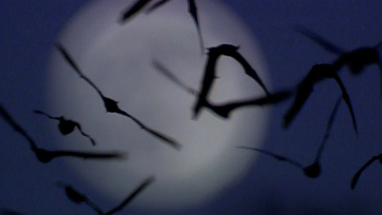 Pb Show - Bat Noses, Mentored Hunt, Environmental Example, #2918