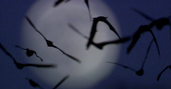 Pb Show - Bat Noses, Mentored Hunt, Environmental Example, #2918