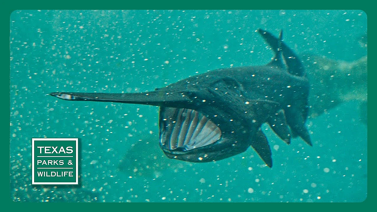 Pbs Trailer - Paddlefish, Field To Fork &amp; West Texas Steward