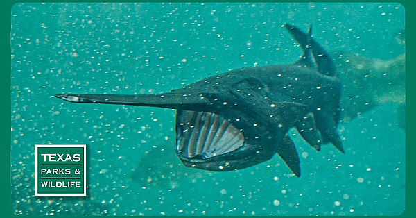 Pbs Trailer - Paddlefish, Field To Fork &amp; West Texas Steward