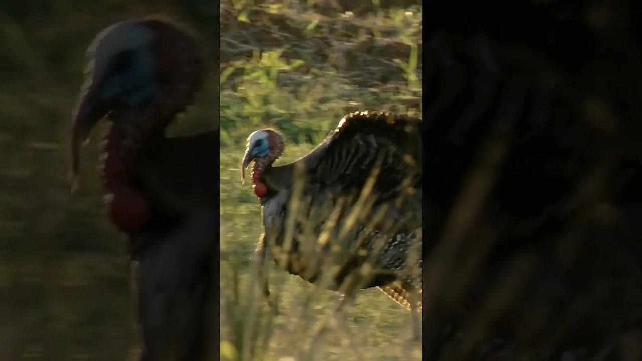 Spring Turkey Season