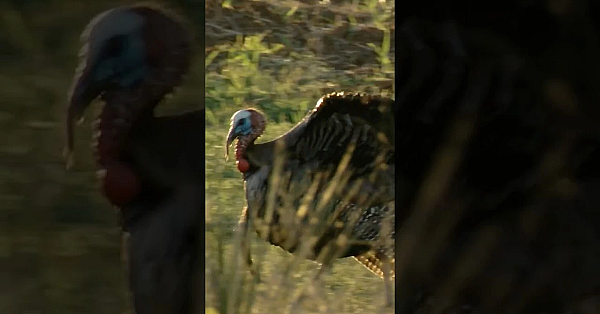 Spring Turkey Season