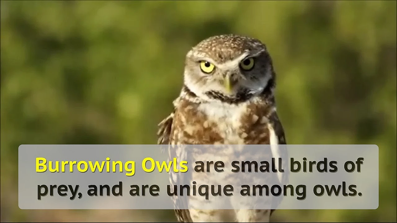 All About Burrowing Owls - Tips From A Wildlife Biologist