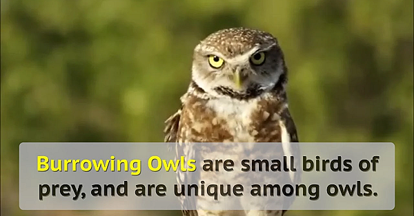 All About Burrowing Owls - Tips From A Wildlife Biologist