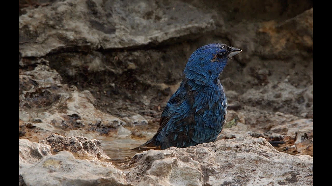 Postcard From Texas: Birds Of Guadalupe River State Park