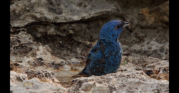 Postcard From Texas: Birds Of Guadalupe River State Park