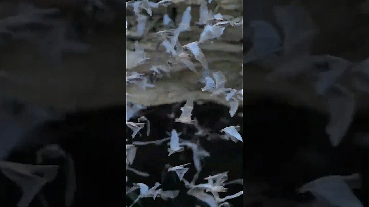 Watch The World's Largest Bat Colony Take Flight