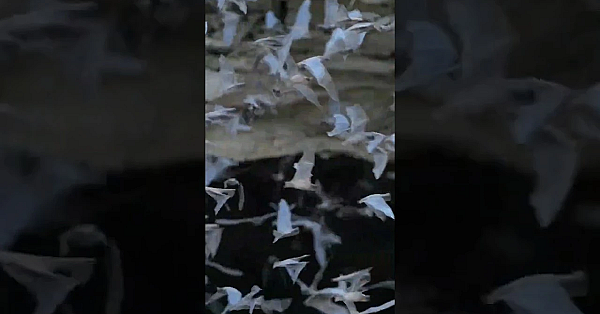 Watch The World's Largest Bat Colony Take Flight