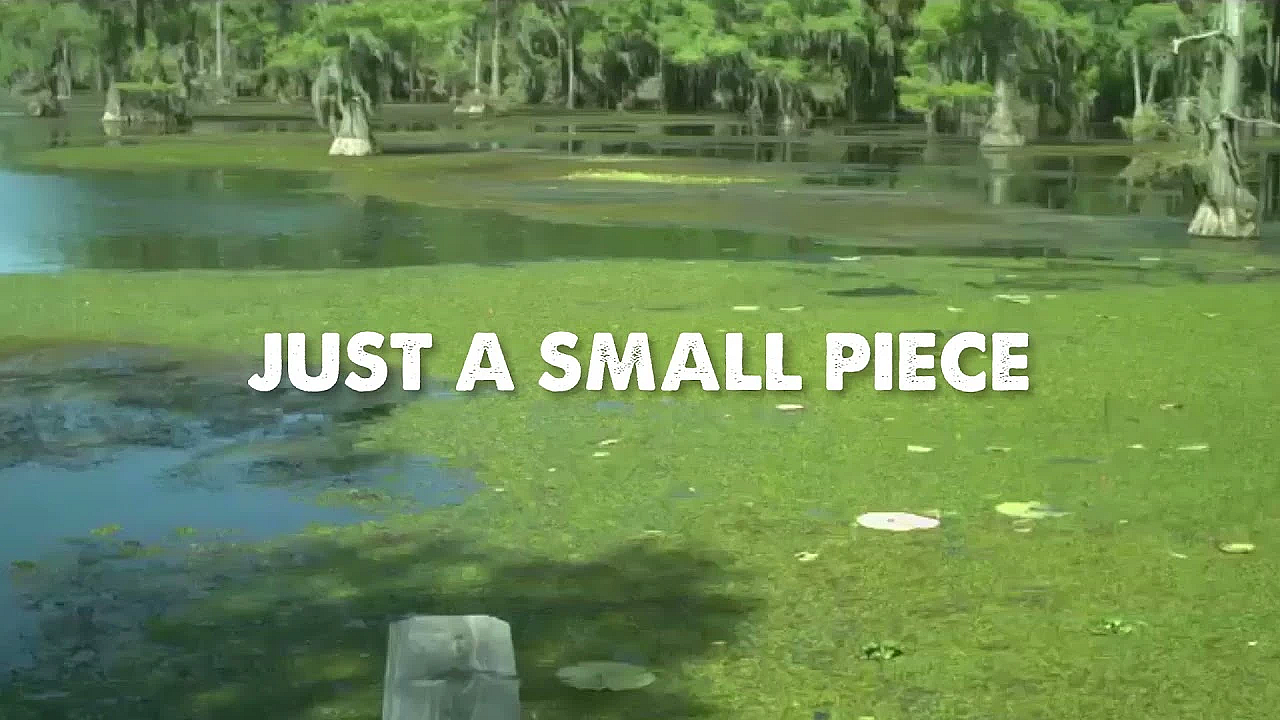Protect The Lakes You Love: Stop The Spread Of Giant Salvinia