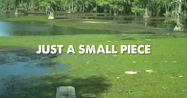 Protect The Lakes You Love: Stop The Spread Of Giant Salvinia