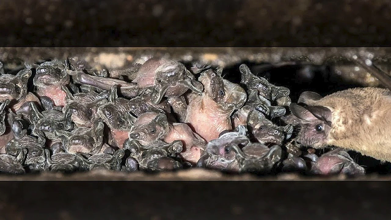 Bats In The Building? Here's How To Exclude Them Safely