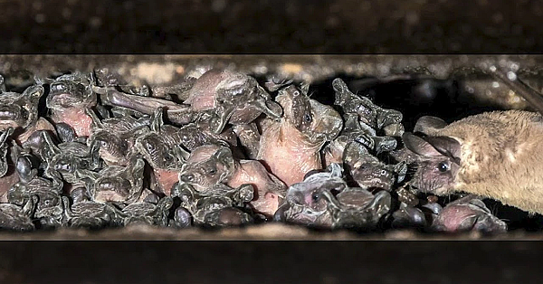 Bats In The Building? Here's How To Exclude Them Safely