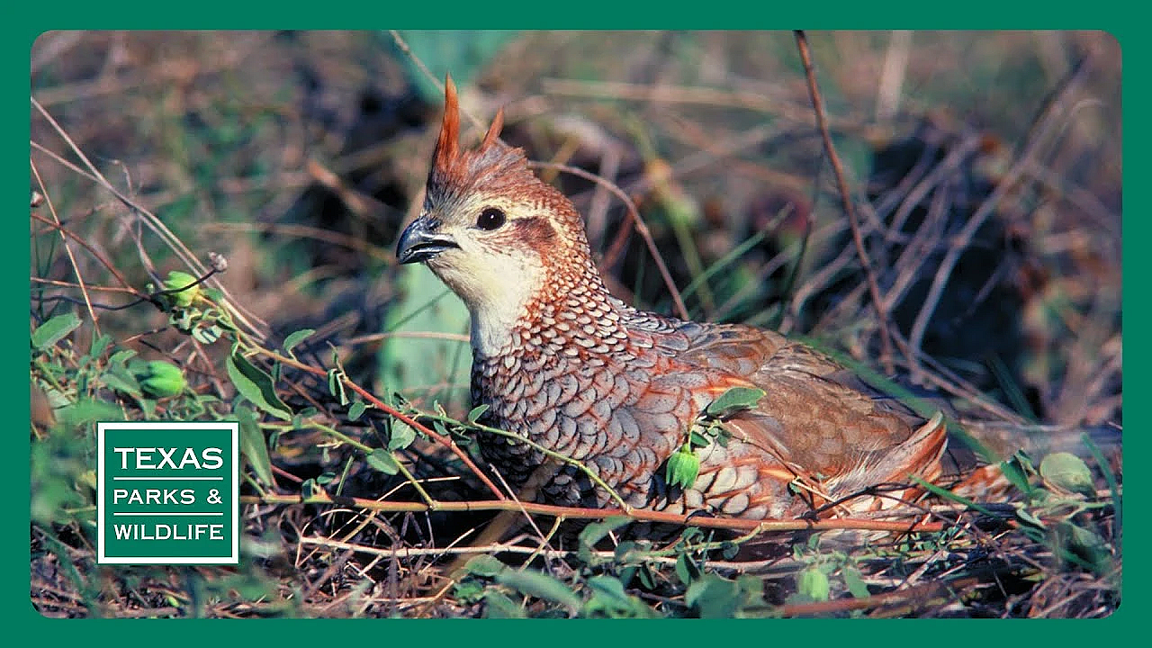 Pbs Trailer - Trail Taming Troubadour, Melton Ranch &amp; Park Arts