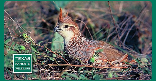 Pbs Trailer - Trail Taming Troubadour, Melton Ranch &amp; Park Arts