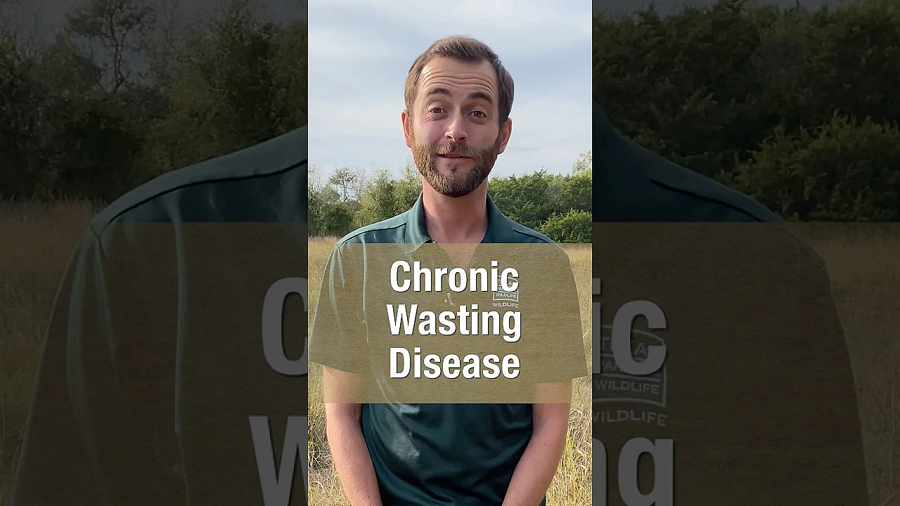 Hunting In A Cwd Zone